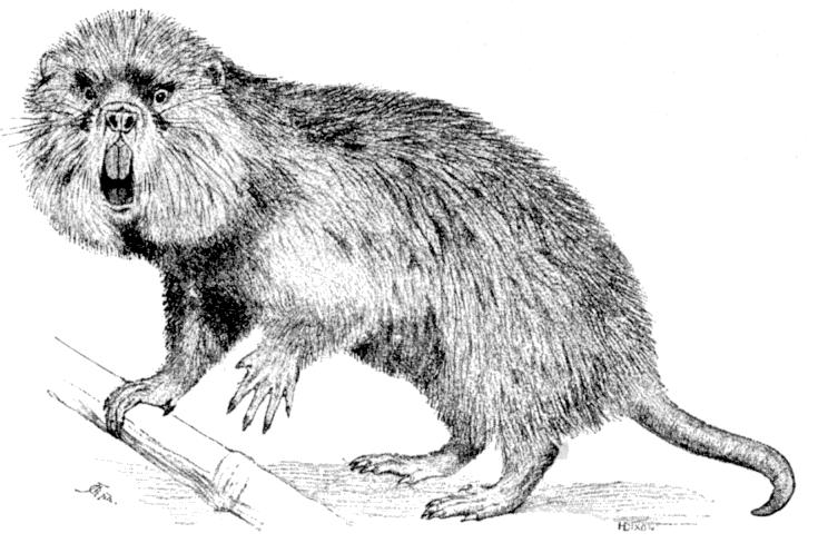 Fig. 237.