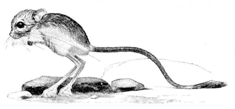 Fig. 238.
