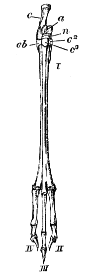 Fig. 239.