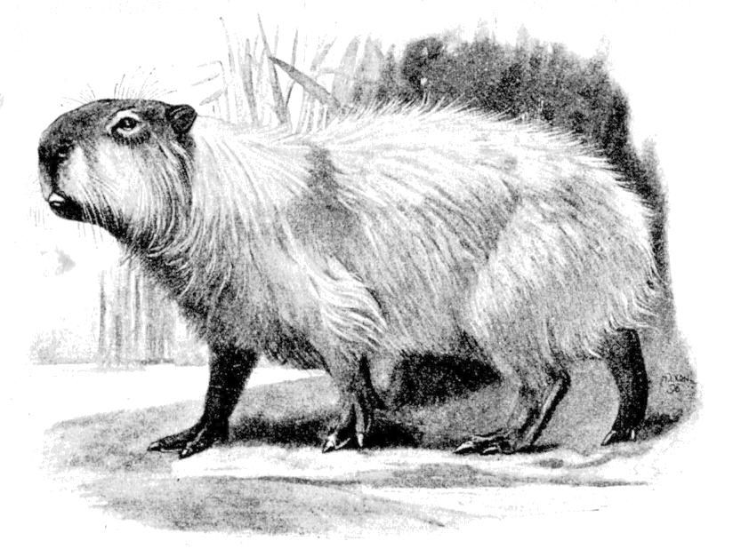 Fig. 240.