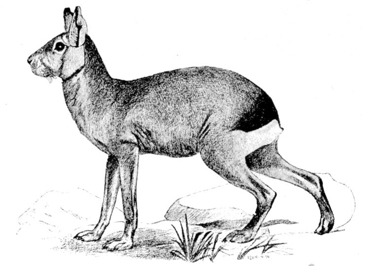 Fig. 241.