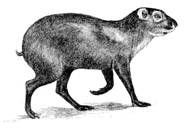 Fig. 242.