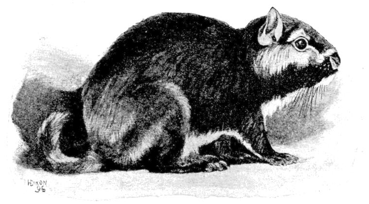 Fig. 243.