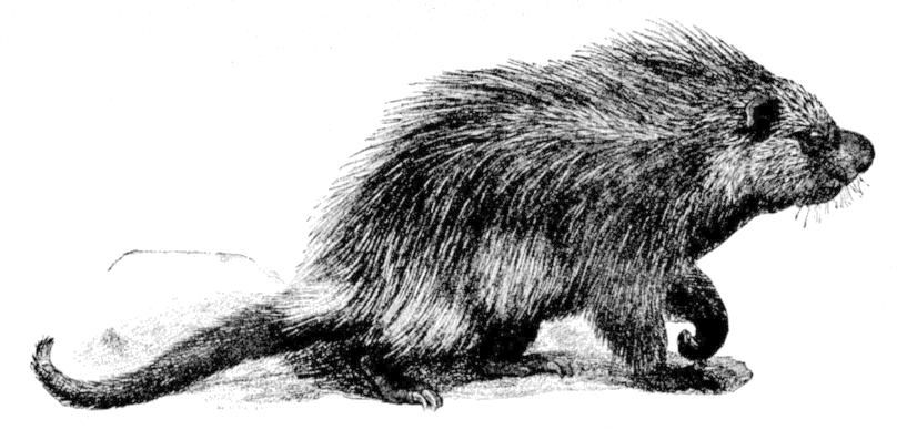 Fig. 244.