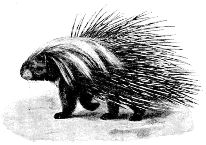 Fig. 245.