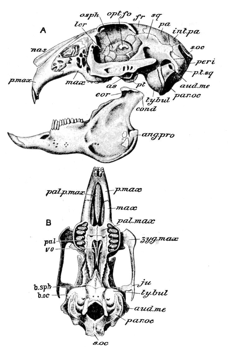 Fig. 246.