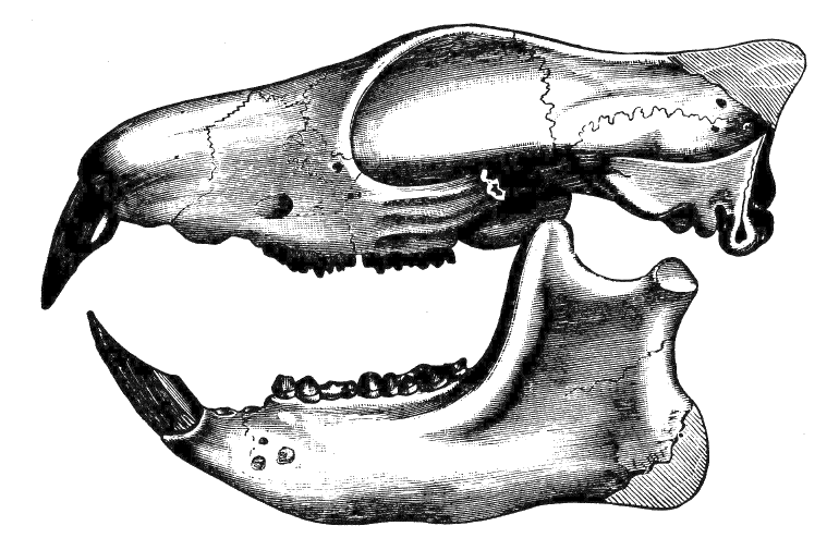 Fig. 247.