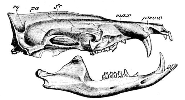 Fig. 248.