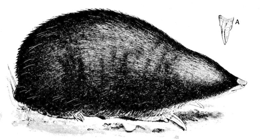 Fig. 249.