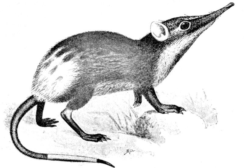 Fig. 250.