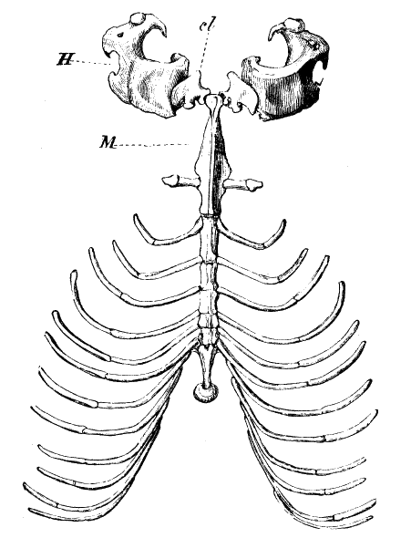 Fig. 251.
