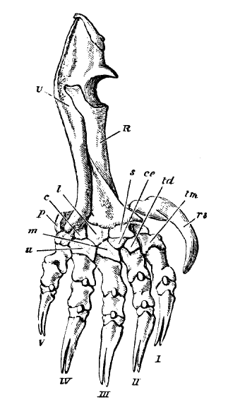 Fig. 252.