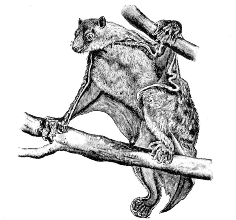 Fig. 253.