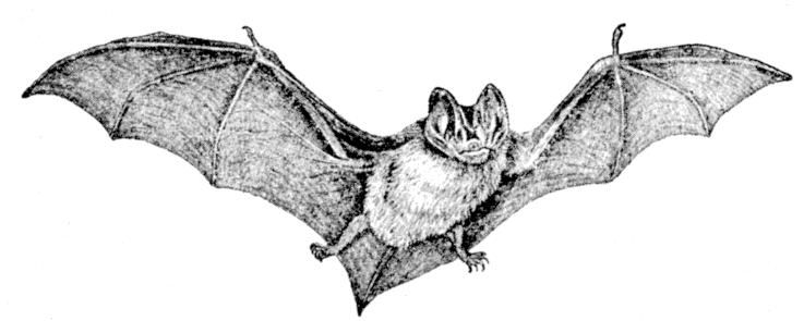 Fig. 254.