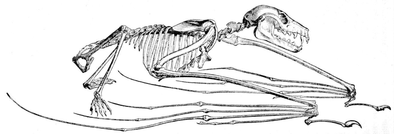 Fig. 255.