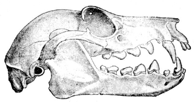 Fig. 256.