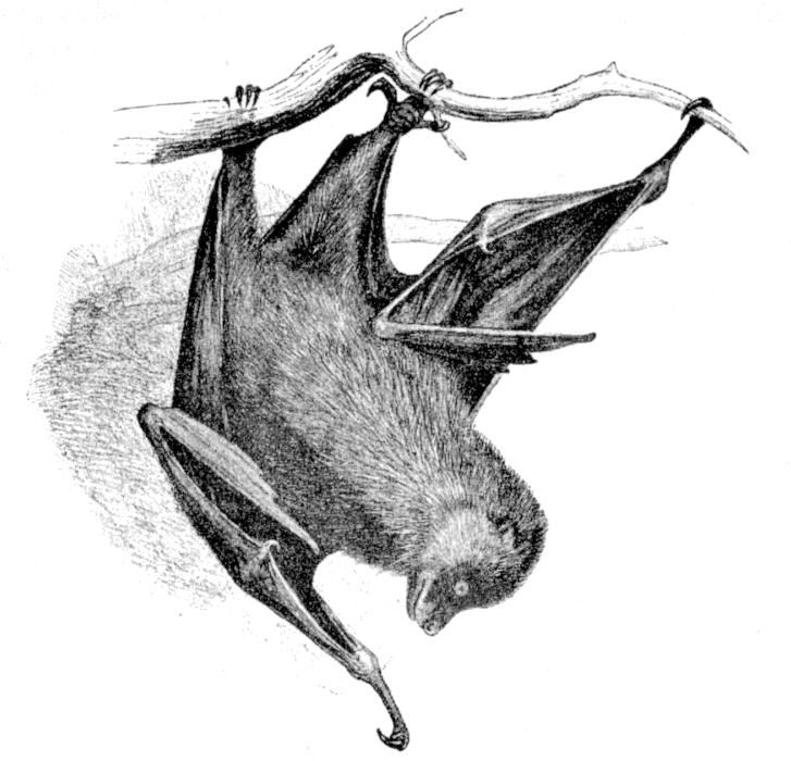 Fig. 257.