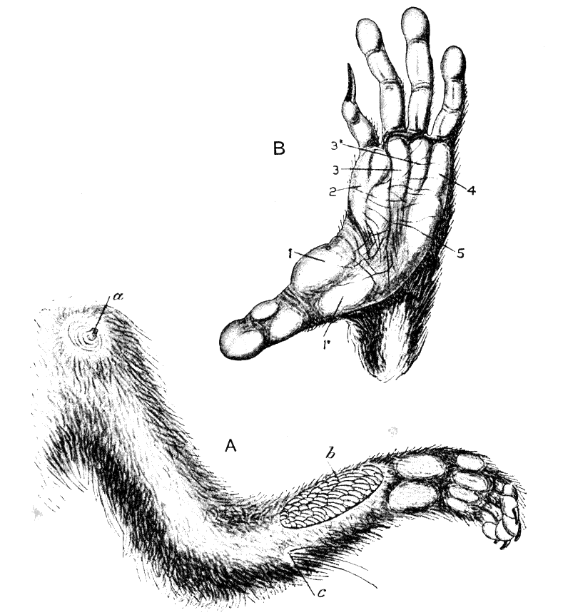 Fig. 258.