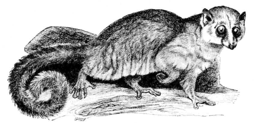 Fig. 260.