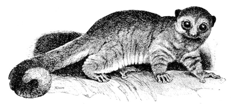 Fig. 261.