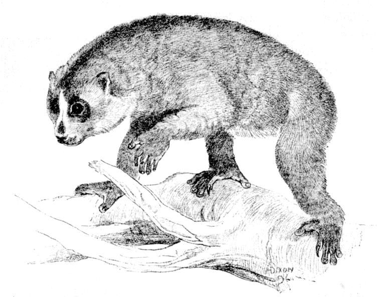Fig. 262.