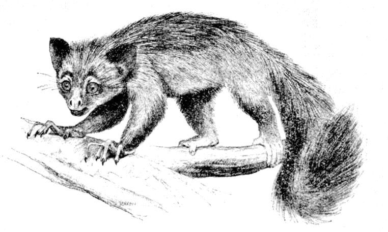 Fig. 263.