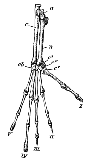 Fig. 264.