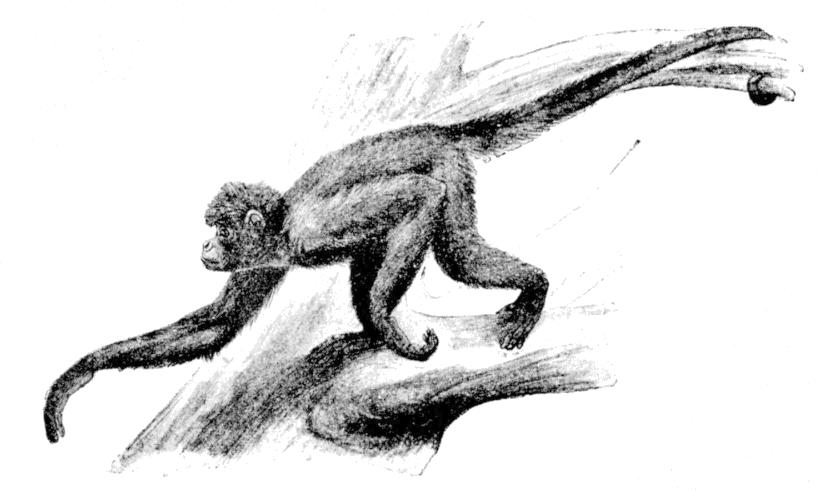 Fig. 265.