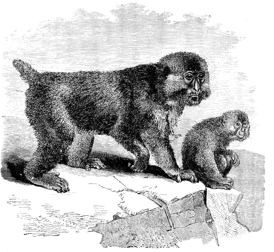 Fig. 268.