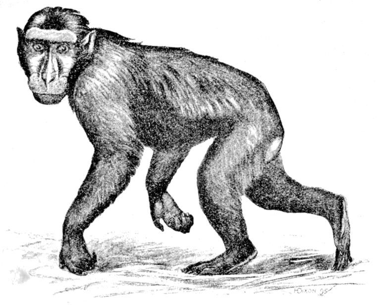 Fig. 270.