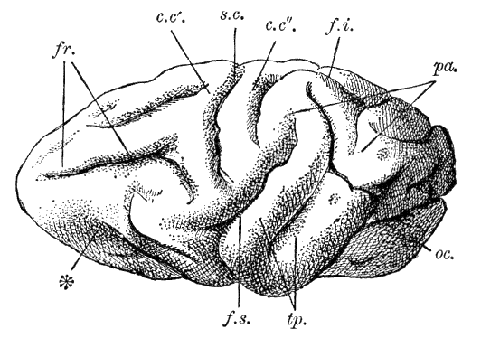 Fig. 273.