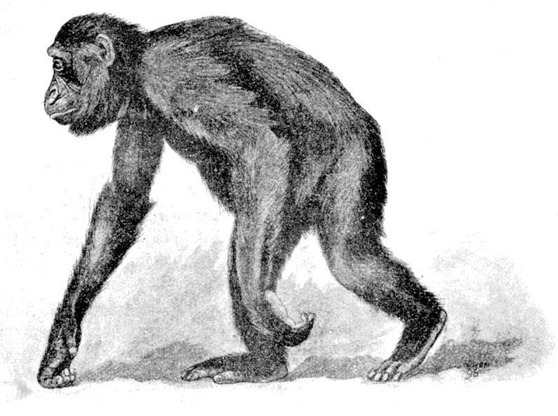 Fig. 274.