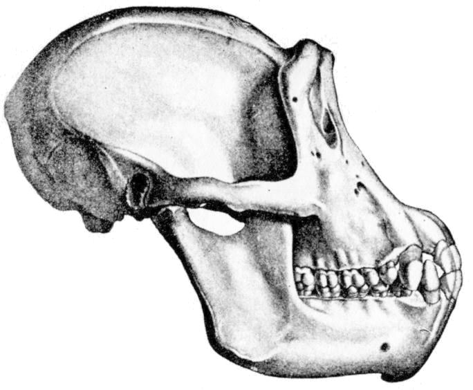 Fig. 276.