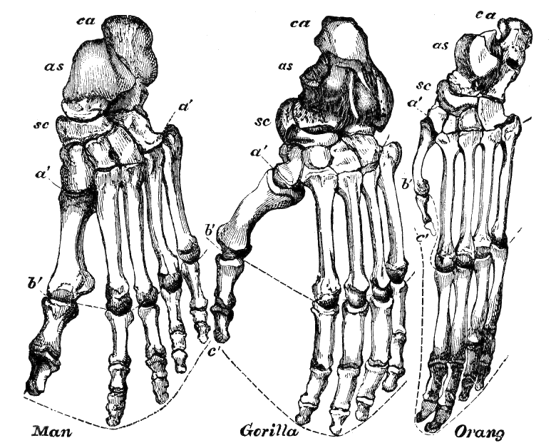 Fig. 282.