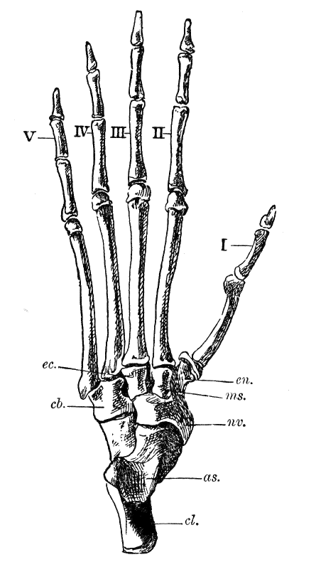 Fig. 283.