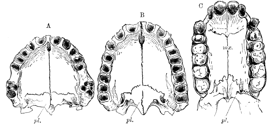 Fig. 284.