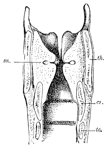 Fig. 285.
