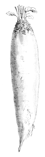 LONG RED MANGOLD