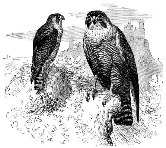 Falco peregrinus