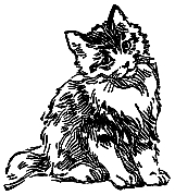 kitten