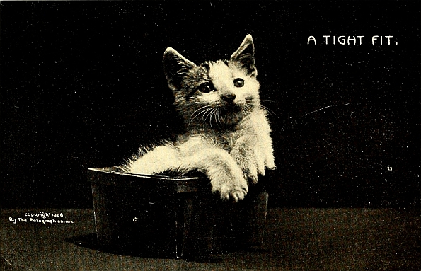 kitten in pot