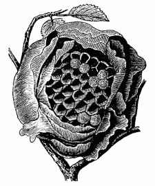 Wasp's Nest.