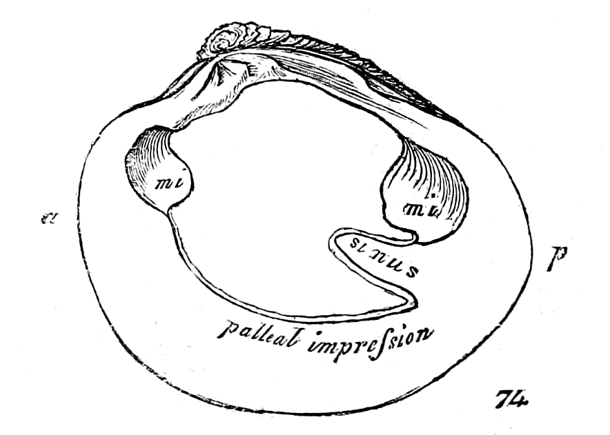 Fig. 74.