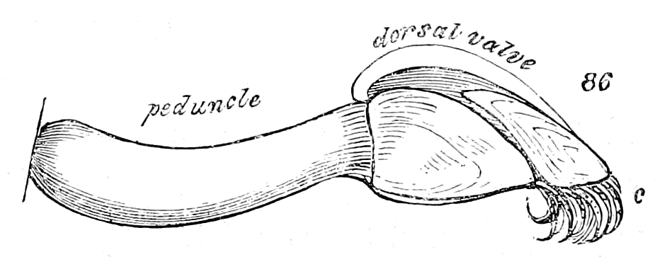 Fig. 86.