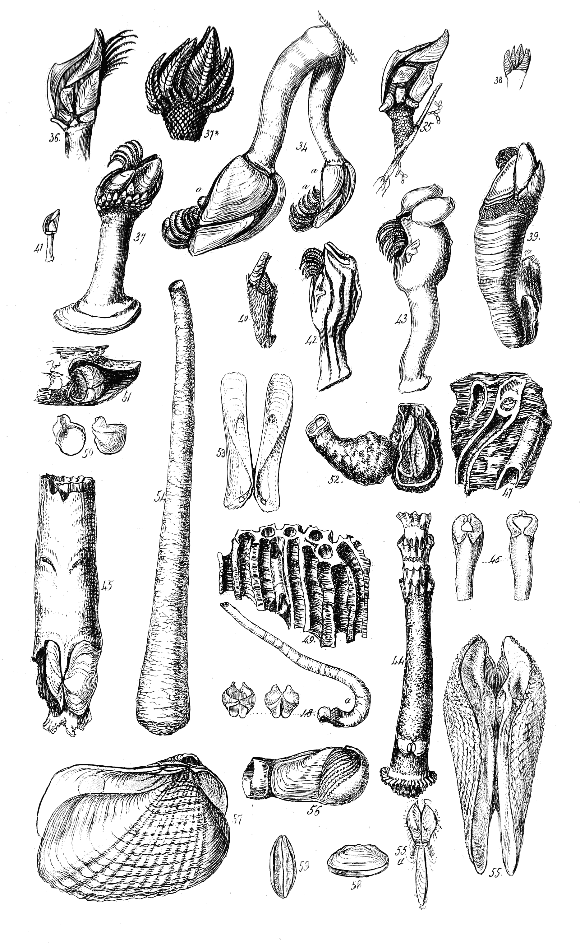 Fig. 34 to 59.