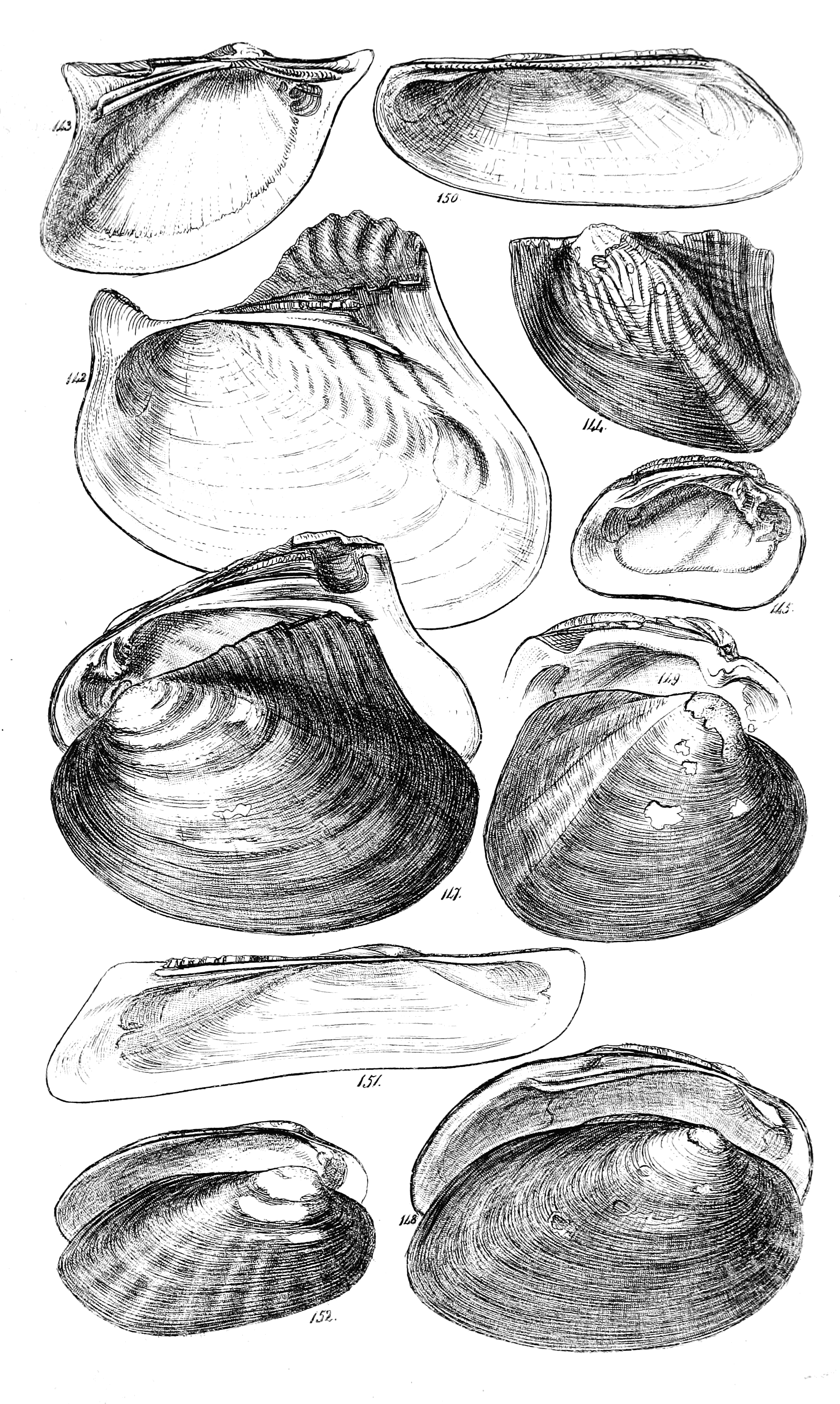 Fig. 142 to 152.