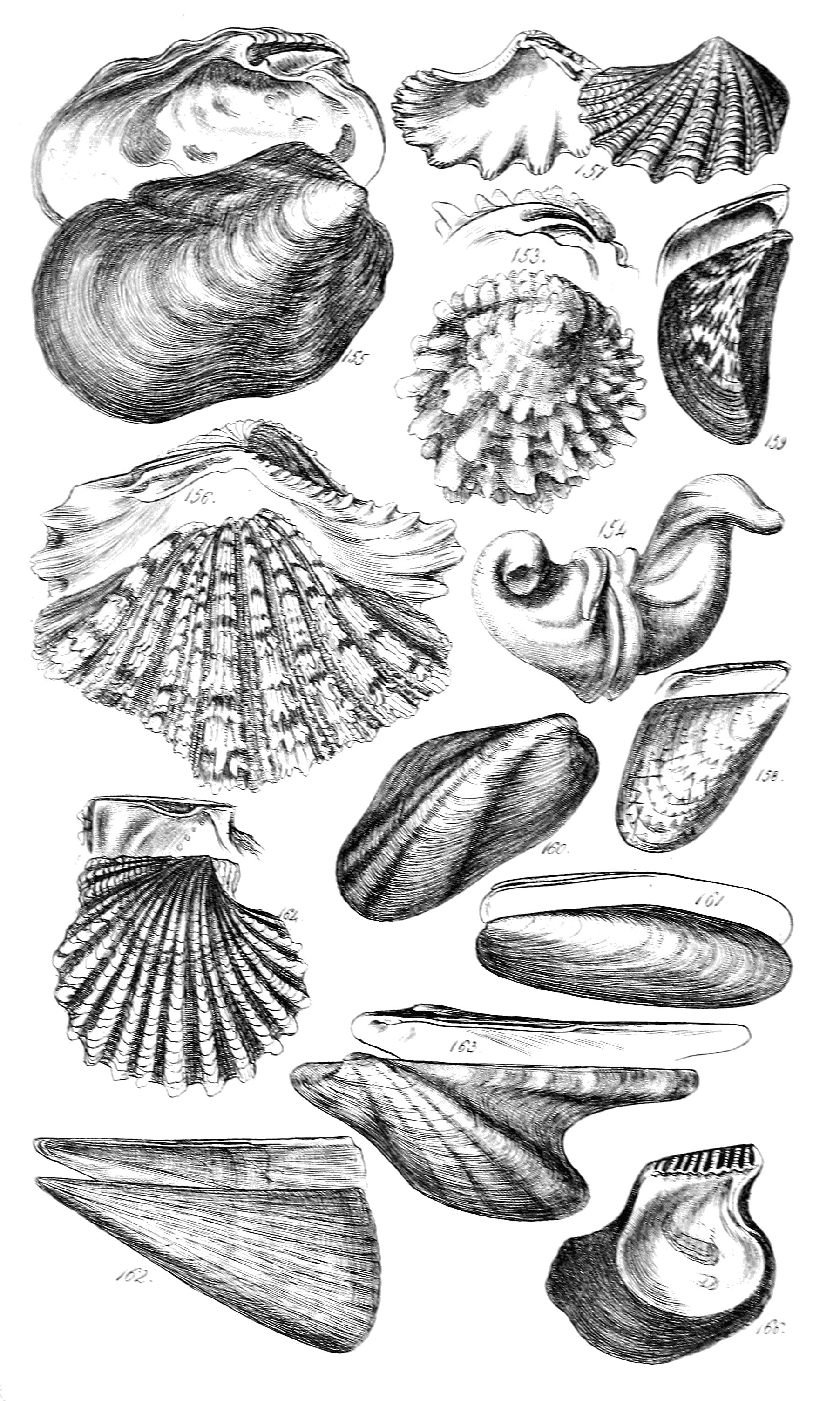 Fig. 153 to 166. 165 next plate.
