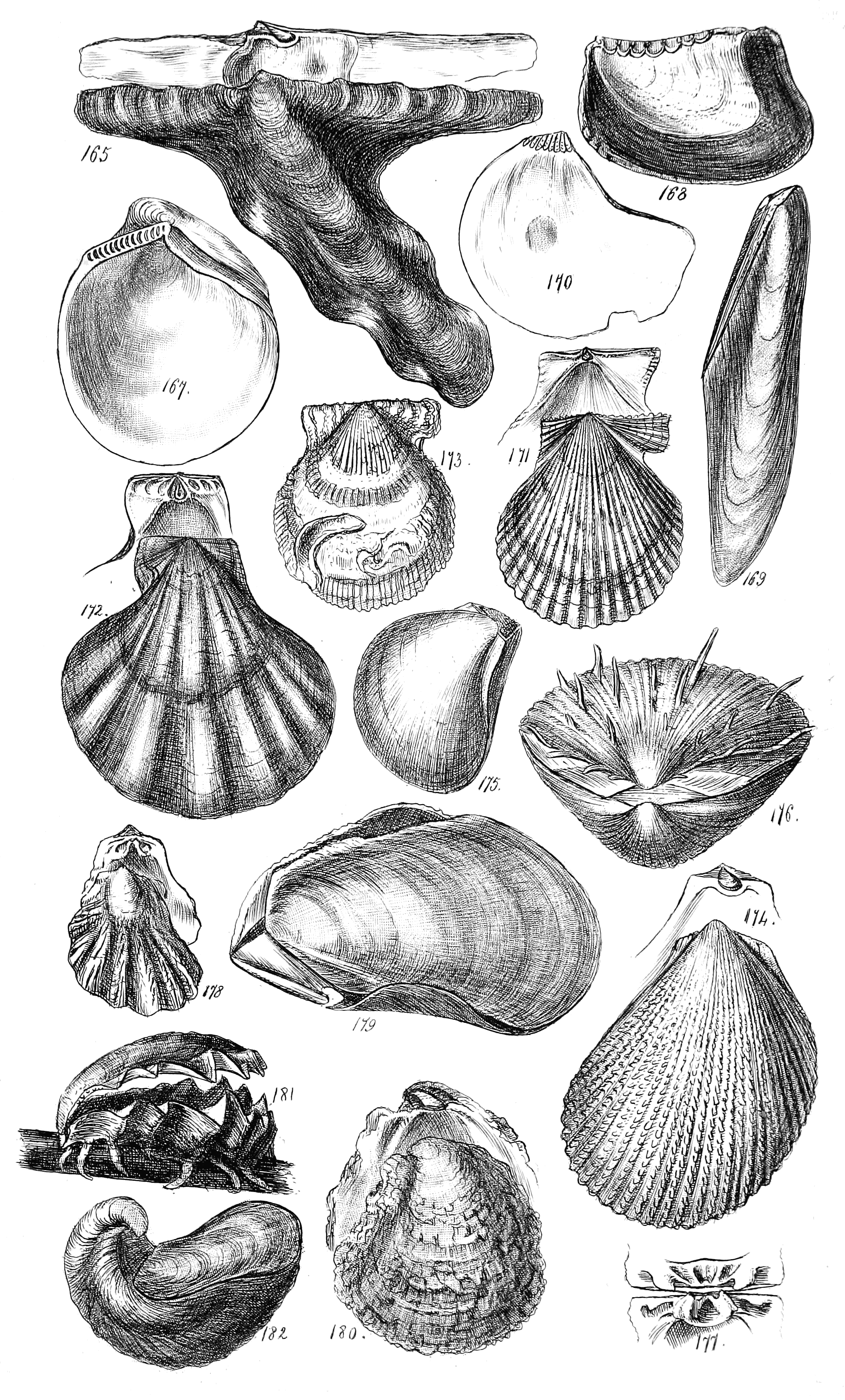 Fig. 165. 167 to 182.