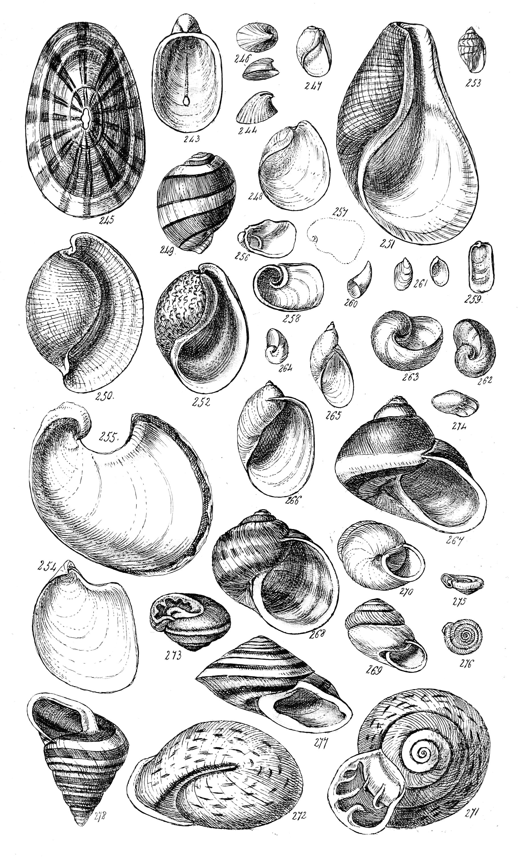 Fig. 243 to 278.