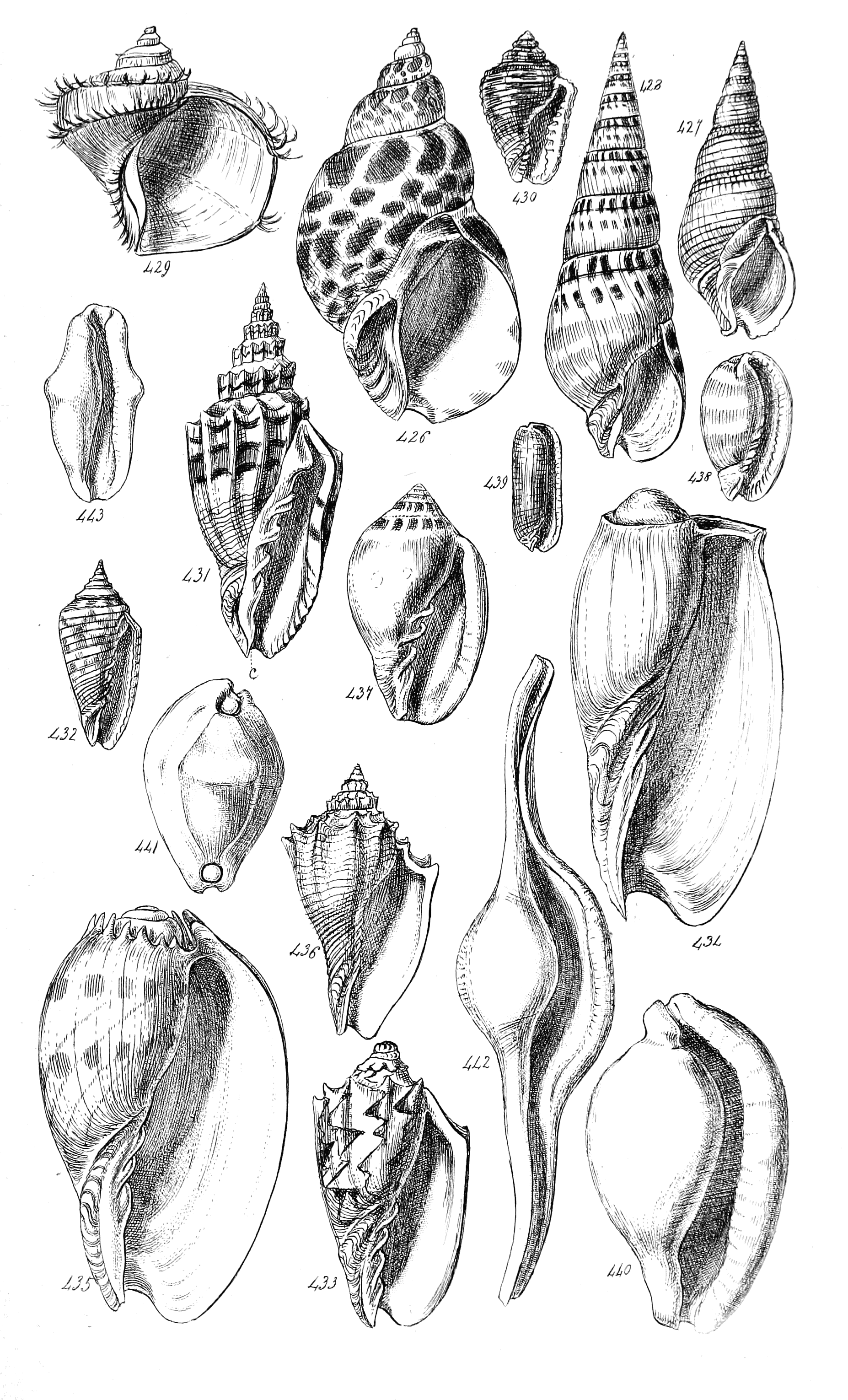 Fig. 426 to 443.